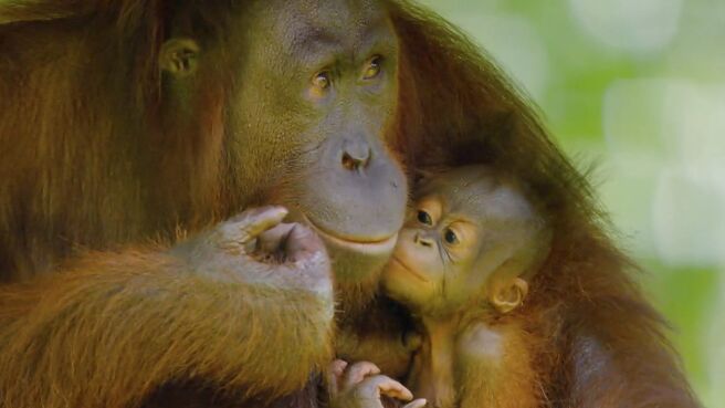 Earth's Tropical Islands season 1 episode 2 on DiscoveryPlus
