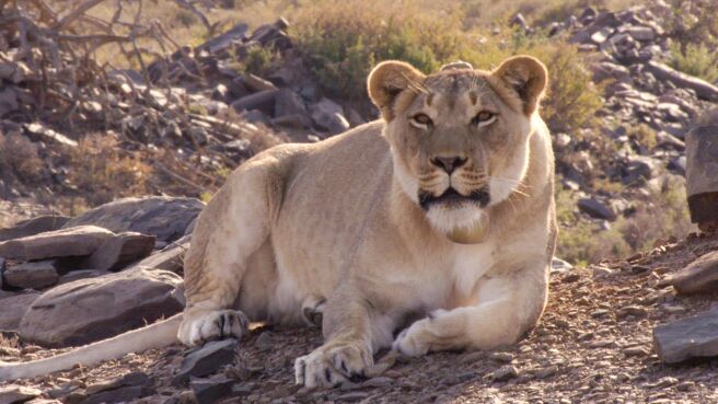 Great Parks of Africa season 1 episode 4 on Discovery Plus