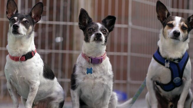 Cat vs Dog season 1 episode 1 on Discovery Plus