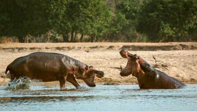 Big Beasts: Last of the Giants season 1 episode 3 on DiscoveryPlus