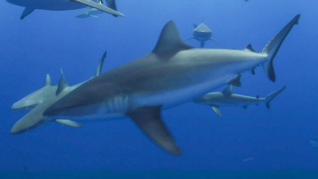 Epic Animal Encounters season 1 episode 7 on Discovery Plus