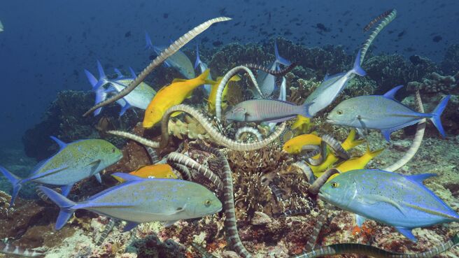 Planet Earth season 1 episode 10 on DiscoveryPlus