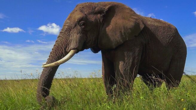 The Animal Within season 1 episode 2 on Discovery Plus