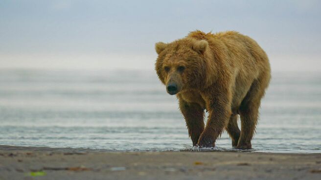 The Hungry Games: Alaska's Big Bear Challenge season 1 episode 2 on Discovery Plus