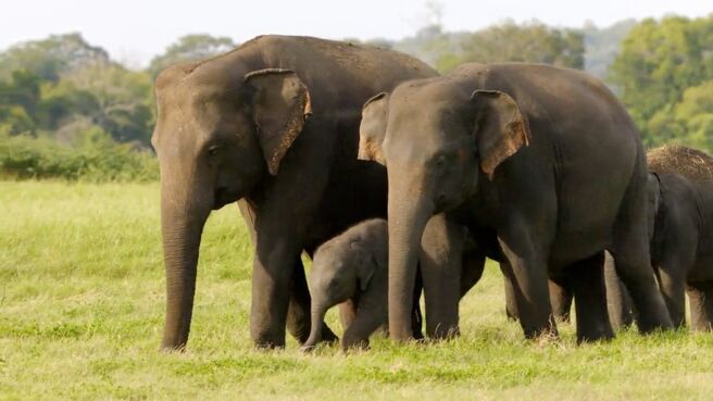 A Wild Year On Earth season 1 episode 2 on Discovery Plus