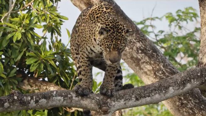 Rise of Jaguars season 1 episode 2 on Discovery Plus