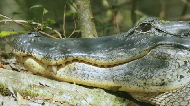 Jungle Planet season 1 episode 10 on Discovery Plus