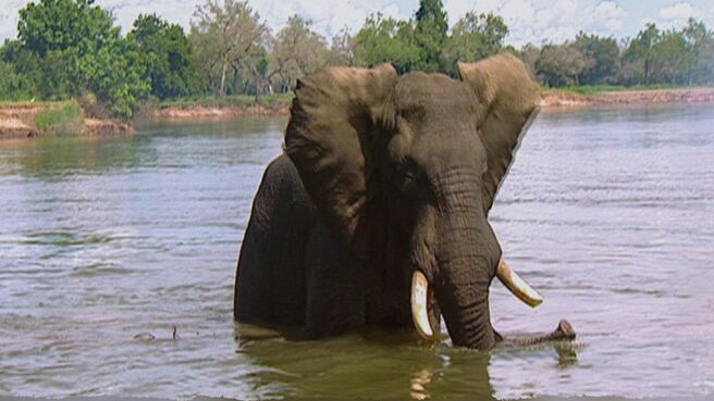 Epic Animal Encounters season 1 episode 8 on Discovery Plus