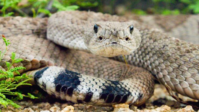 Viper Queens season 1 episode 1 on Discovery Plus