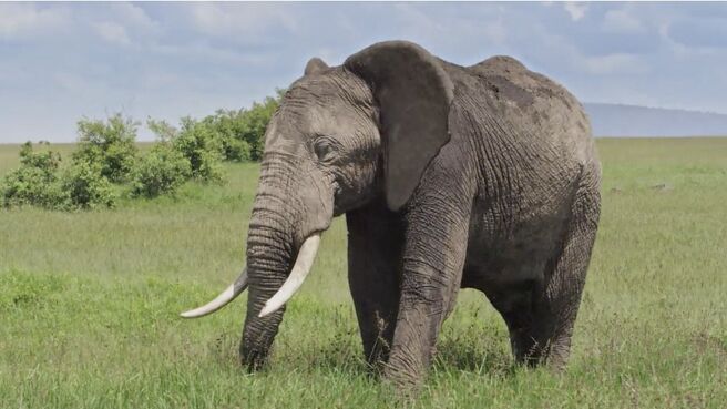 Masai Mara : African Wildlife Stories season 1 episode 1 on Discovery Plus