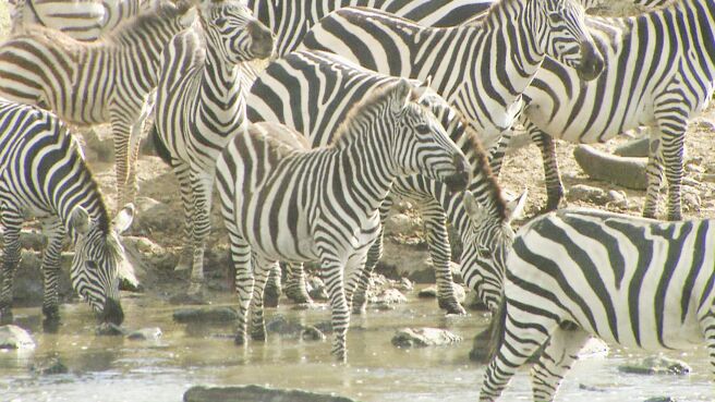 Adapt To Survive season 1 episode 1 on Discovery Plus