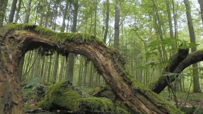 Jungle Planet season 1 episode 20 on Discovery Plus