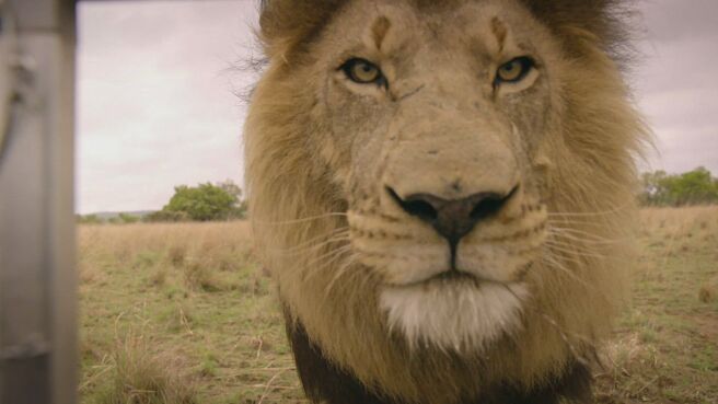 Big Cats: An Amazing Animal Family season 1 episode 1 on Discovery Plus