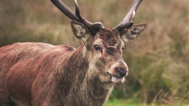Wild and Wonderful Denmark season 1 episode 3 on DiscoveryPlus