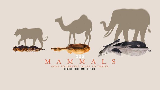 Mammals on Discovery Plus