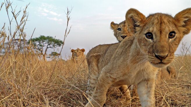 Serengeti season 1 episode 1 on Discovery Plus