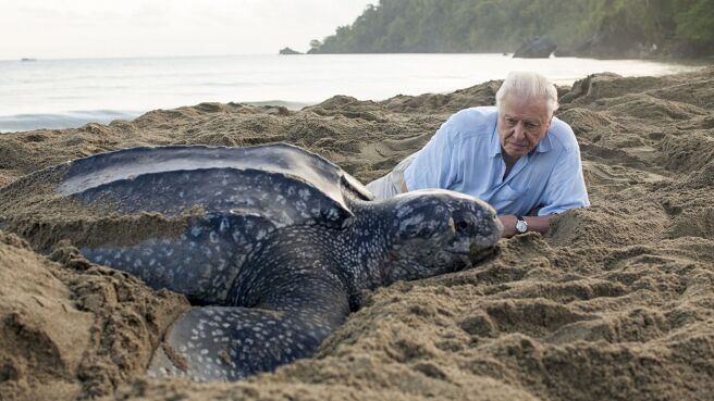 Blue Planet II season 1 episode 7 on Discovery Plus