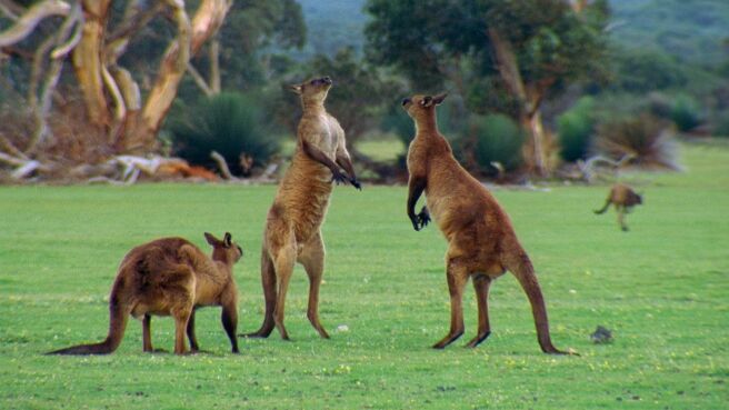 Surviving Australia season 1 episode 3 on Discovery Plus