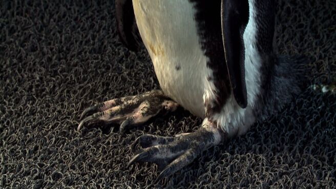 Meet The Penguins season 1 episode 2 on Discovery Plus