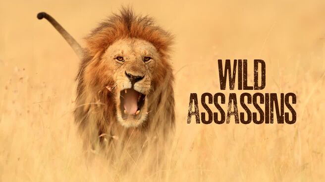 Wild Assassins on Discovery Plus
