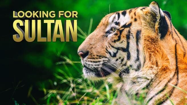 Tigers - Looking For Sultan on Discovery Plus