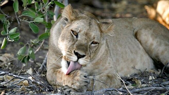 Planet Earth season 1 episode 7 on Sony LIV