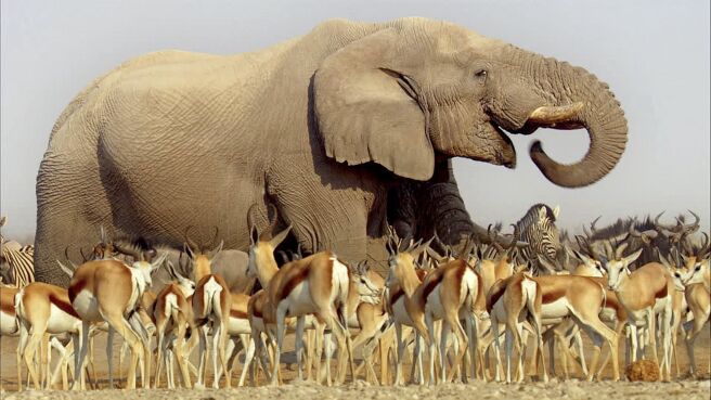 Africa season 1 episode 1 on Discovery Plus