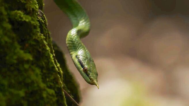 The Secret World Of Snakes season 1 episode 3 on Discovery Plus