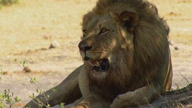 Epic Animal Encounters season 1 episode 23 on Discovery Plus