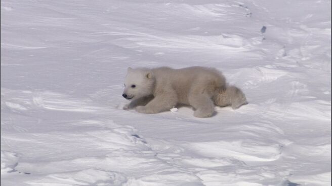 Planet Earth season 1 episode 1 on DiscoveryPlus