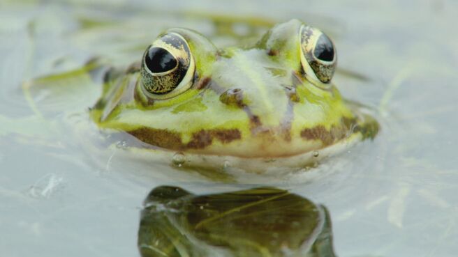 Wildest Europe season 1 episode 2 on Discovery Plus