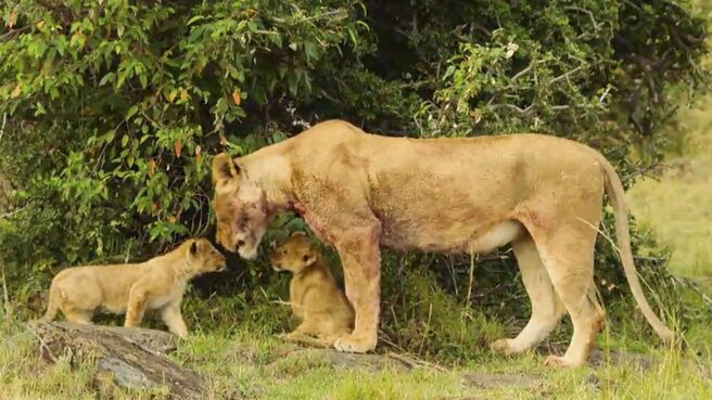 Mother Nature season 1 episode 1 on Discovery Plus