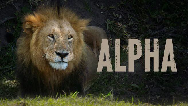 Alpha on Discovery Plus