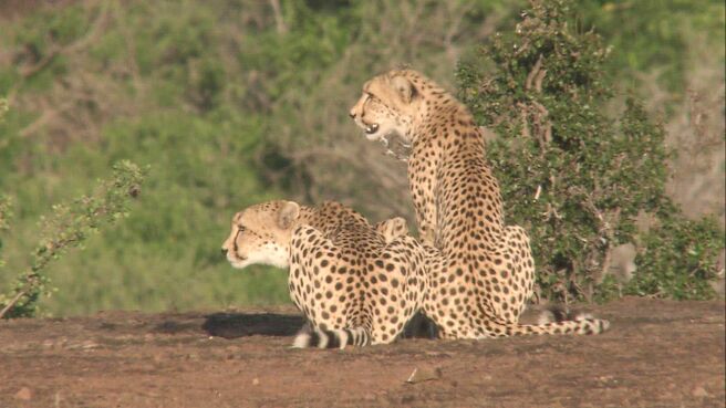 Epic Animal Encounters season 1 episode 15 on Discovery Plus