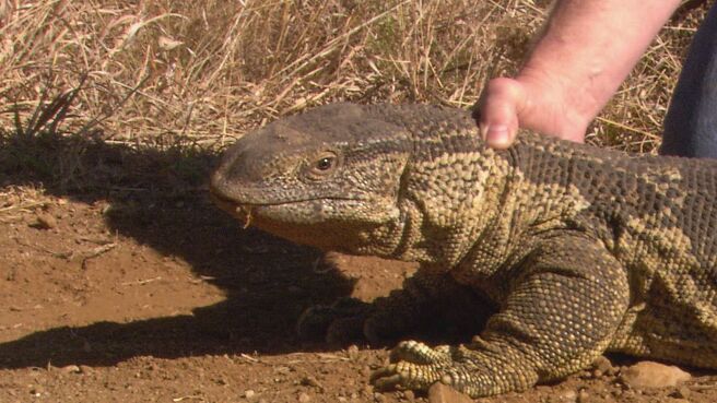 Epic Animal Encounters season 1 episode 14 on Discovery Plus