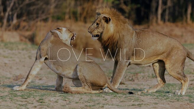 Love Wild on Discovery Plus
