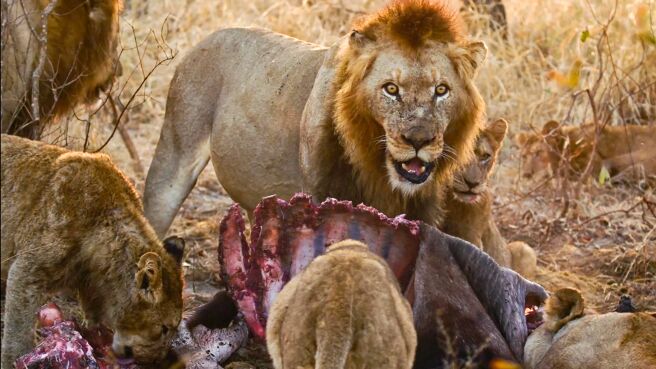 Hard Truths Of Conservation With Dan Cabela season 1 episode 3 on Discovery Plus