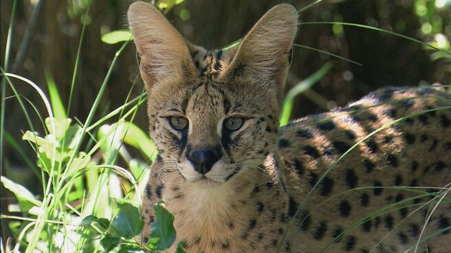 Epic Animal Encounters season 1 episode 5 on Discovery Plus