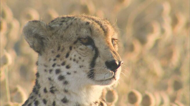 Adapt To Survive season 1 episode 3 on Discovery Plus