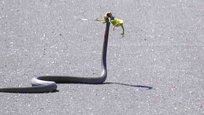 Epic Animal Encounters season 1 episode 9 on Discovery Plus