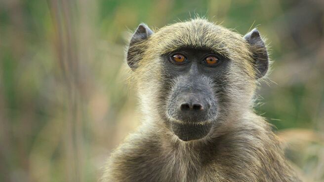 Gangs Of Baboon Falls season 1 episode 2 on Discovery Plus