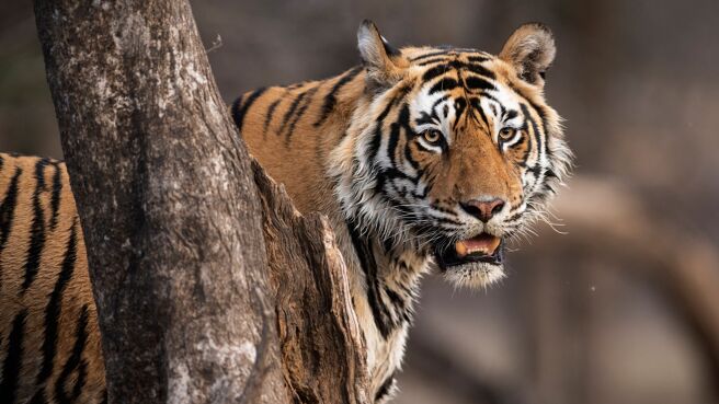 Mammals season 1 episode 6 on Discovery Plus