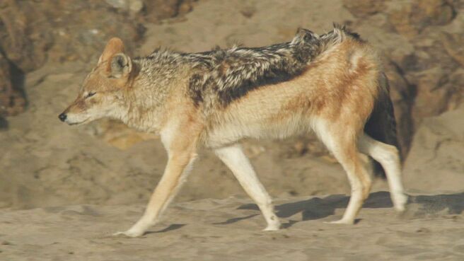 Beach Jackals season 1 episode 1 on Discovery Plus