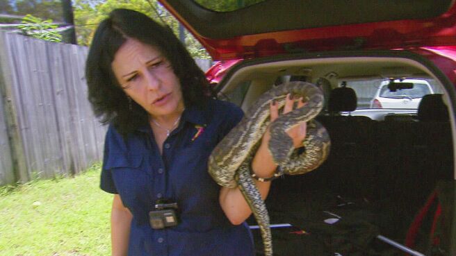 Snake Catcher: Down Under season 1 episode 6 on Discovery Plus