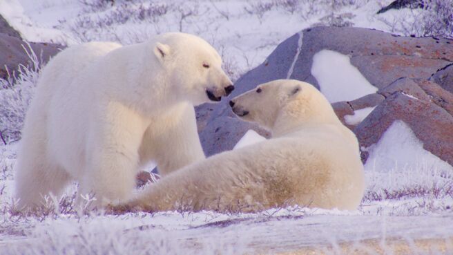 Love Wild season 1 episode 1 on Discovery Plus