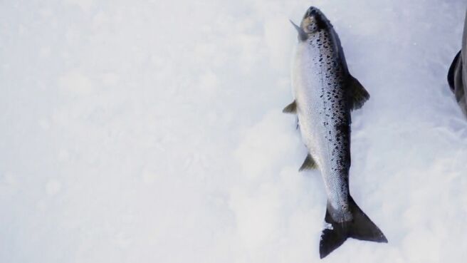 Wild Fed season 1 episode 10 on Discovery Plus