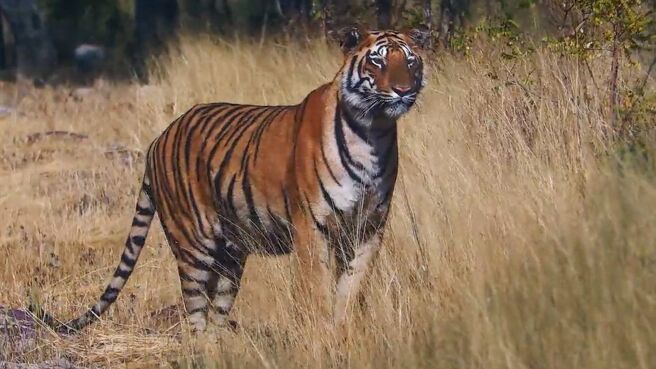 Tiger Legacy season 1 episode 4 on Discovery Plus