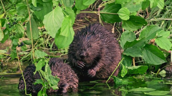 The Animal Within season 1 episode 4 on Discovery Plus
