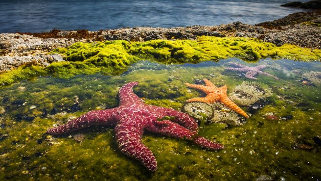 Blue Planet II season 1 episode 6 on Discovery Plus