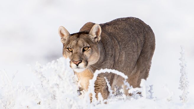 The Americas season 1 episode 10 on Discovery Plus